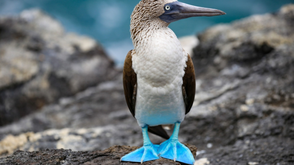 Novoletni Ekvador, Kolumbija in Galapagos Novoletni Ekvador, Kolumbija in Galapagos
